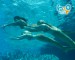 h2o_wp_mermaids_original.jpg